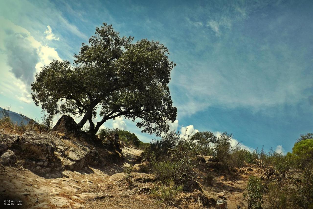 Vina Concepcion Villa Andújar Buitenkant foto